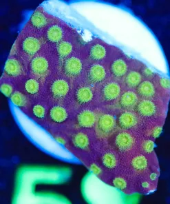 Wysiwyg Cyphastrea Frag  [F58]