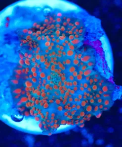 Wysiwyg Small Interstellar Mushroom Frag  [F60]