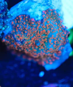 Wysiwyg Interstellar Mushroom Frag [F62]