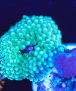 Wysiwyg Small Ricordea Frag [F65]