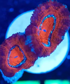 Wysiwyg  Small Acan Frag [F75]