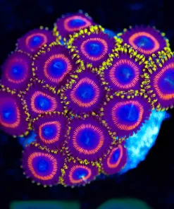 Wysiwyg Japanese Eagle Eye Frag [F76]