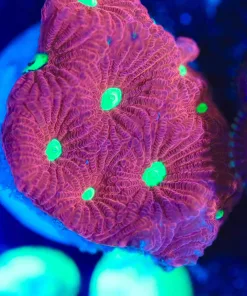 Wysiwyg Green Eye Red Favia Frag[F80]