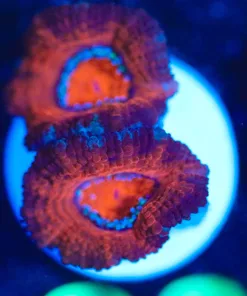 Wysiwyg Small Acan Frag [F82]