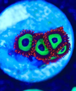 Wysiwyg Small Emeralds On Fire Zoanthid Coral Frag [F84]
