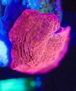 Wysiwyg Tiny Iron Man Mushroom Frag [F85]