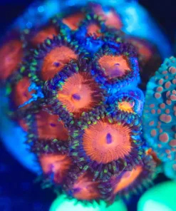Wysiwyg SMahsing Pumpkin Zoanthid Frag [F88]