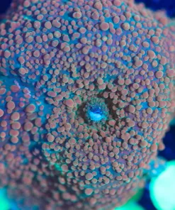 Wysiwyg XL Bumpy Rhodactis Mushroom Frag [F89]