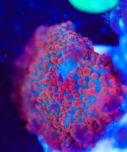 Wysiwyg Tiny Interstellar Frag [F93]