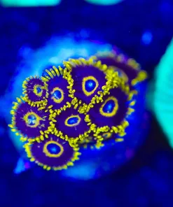 Wysiwyg Black Hornet Zoanthid Frag [F95]