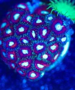 Wysiwyg Black Cherry Zoanthid Frag [F96]