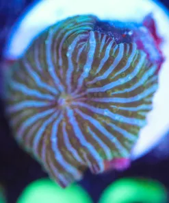 Wysiwyg Mushroom Coral Frag [F106]