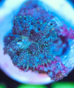 Wysiwyg Tiny Mushroom Frag [F107]