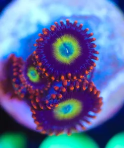Wysiwyg BerryJuiece Zoanthid Frag [F109]