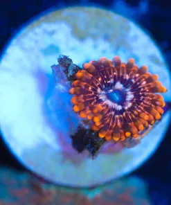 Wysiwyg Small Utter Chaos  Zoanthid Frag  [F111]