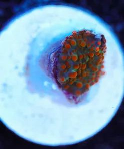 Wysiwyg TINY Interstellar Mushroom Frag [F113]