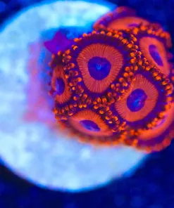 Wysiwyg Red Oxide Zoanthid Frag [F115]