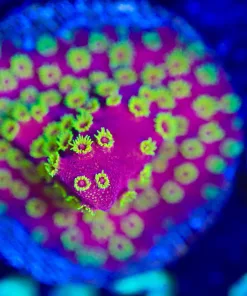 Wysiwyg  Firewalk Cyphastrea Frag [F117]