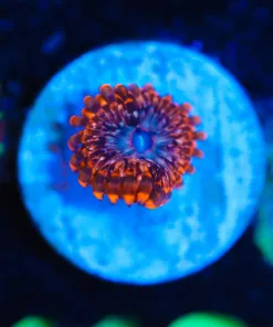 Wysiwyg Small Utter Chaos  Zoanthid Frag [F118]