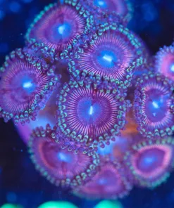 Wysiwyg Pink Zoanthid Frag  [F121]