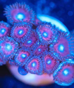 Wysiwyg Pink Zoanthid Frag [F122]