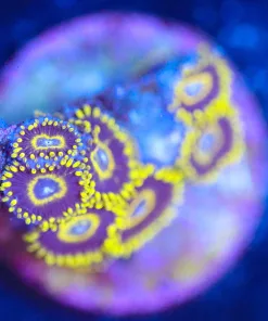 Wysiwyg Black Hornet Zoanthid Frag [F124]