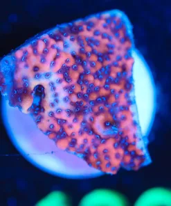 Wysiwyg Unique Monitpora Frag [F126]