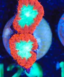 Wysiwyg Super Bright Blastomussa Frag  [F129]