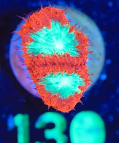 Wysiwyg Super Bright Blastomussa Frag   [F130]