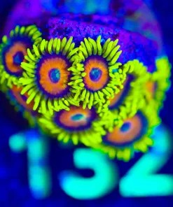Wysiwyg Super Saiayan Zoanthid Frag [F132]