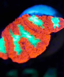 Wysiwyg Super Bright Blastomussa Frag  [F134]