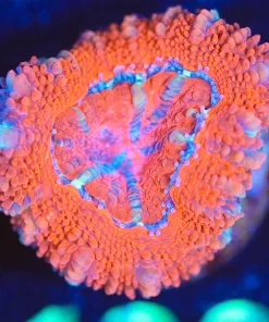 Wysiwyg MusAcan hroom Frag [F136]