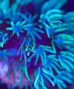 Wysiwyg LargePipe Organ Frag [F140] *Free Shipping ! Minimum $249 livestock spend*