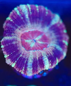 Wysiwyg Unique Acan Frag [F142]