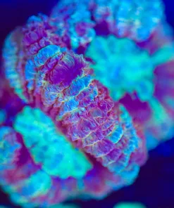 Wysiwyg Unique Acan Frag  [F144]