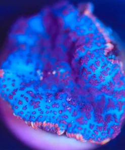 Wysiwyg Mushroom Frag [F145]