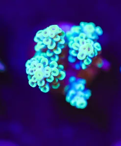 Wysiwyg X-Men Acropora Frag [F149]