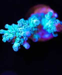 Wysiwyg Blue Acorpora Frag [F150]