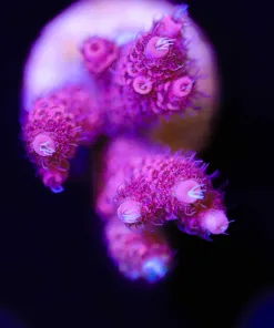 Wysiwyg Raspberry Millepora Large Frag  [F151]