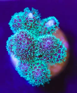 Wysiwyg Jelly Belly Pocillipora Frag  [F173]