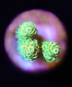 Wysiwyg Acropora Millepora Frag [F176]