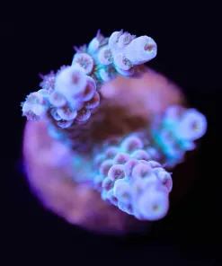 Wysiwyg Small Tenuis Acropora Frag [F178]