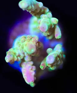 Wysiwyg Small Golden Acropora Frag [F180]