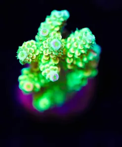 Wysiwyg Tarantula Lemonade Acropora Frag [F183] *March's Top Pick*
