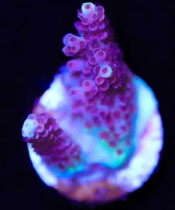 Wysiwyg Small Pink Red Acropora Frag [F185]
