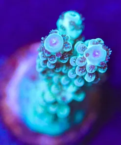 Wysiwyg Acropora Frag [F198]