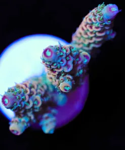 Wysiwyg Unique Millepora Acropora Frag [F213]