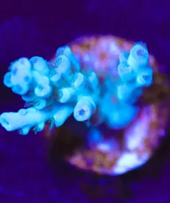 Wysiwyg Small Acropora Frag [F227]