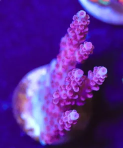 Wysiwyg Hot Pink Table Acropora Frag [F228]