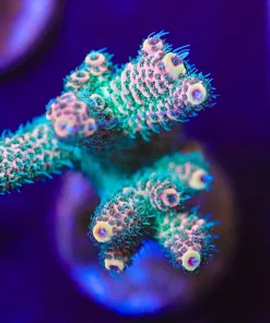 Wysiwyg XL Sunset Acropora Frag [F231]